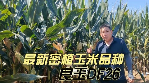 良玉2013玉米种子简介图片