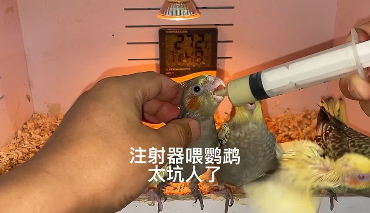 注射器喂食鹦鹉图解图片