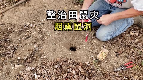 田鼠泛滥随处打洞