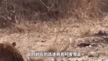 一只受伤的狒狒被花豹叼走，狒狒的同伴试图拯救