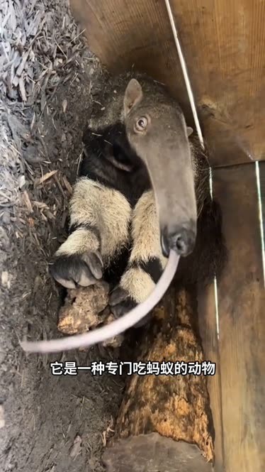 長舌頭動物,食蟻獸!#食蟻獸 #科普 #漲知識 #奇妙的