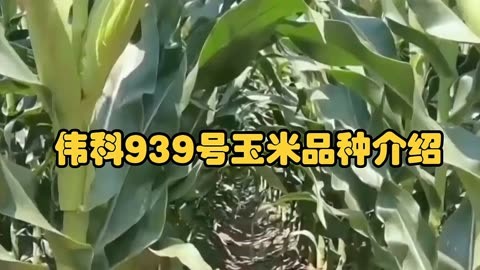 铁研919玉米品种介绍图片