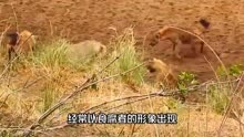 棕鬣狗在水源处饮水，刚好遇到狮子一家，吓得棕鬣狗瑟瑟发抖