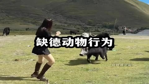 《缺德動物行為大賞》#缺德動物 #動物迷惑行為大賞 #動物成精 #看