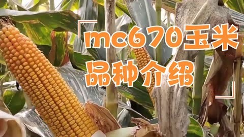 金色农华mc670玉米种图片