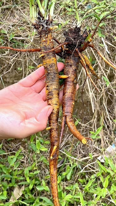 土大黄治腰间盘突出图片