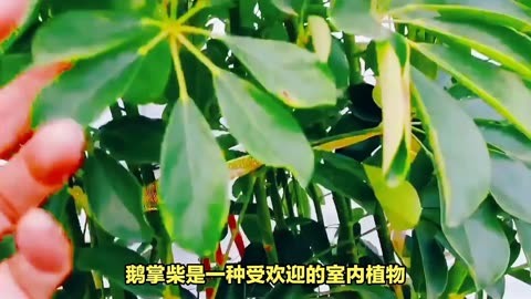 鹅掌柴怎么修剪?