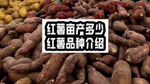 浙薯13红薯品种介绍图片