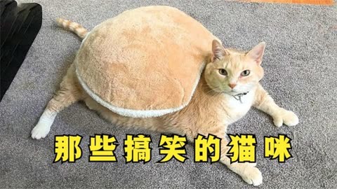 盘点那些可爱的猫咪,猫咪搞笑视频