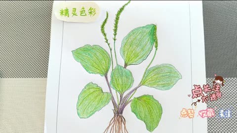 中国画中草药车前白描练习彩铅技法绘画