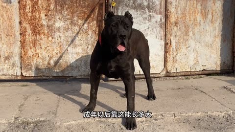 纯黑加纳利犬图片