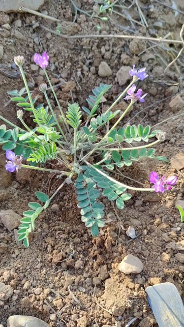 紫花地丁储存图片