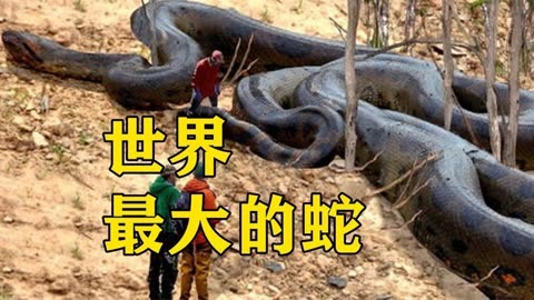 世界最大的蛇!体长14米,体重超过2000斤,把大象当食物吃!