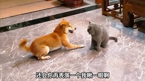 猫狗大战国语配音图片