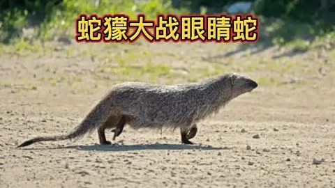 蛇獴战眼镜王蛇图片