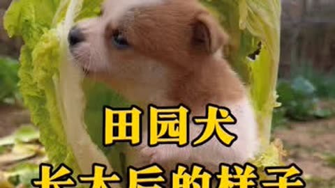 中国田园犬长大后图片