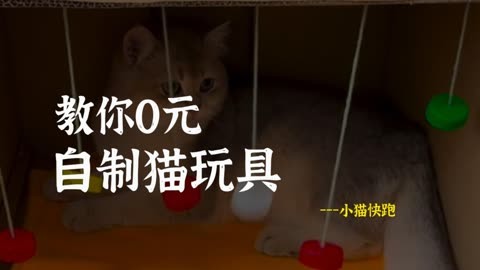 教你0元自制猫玩具,安全,耐玩还耐造!